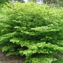 Euonymus alatus 'Compactus'